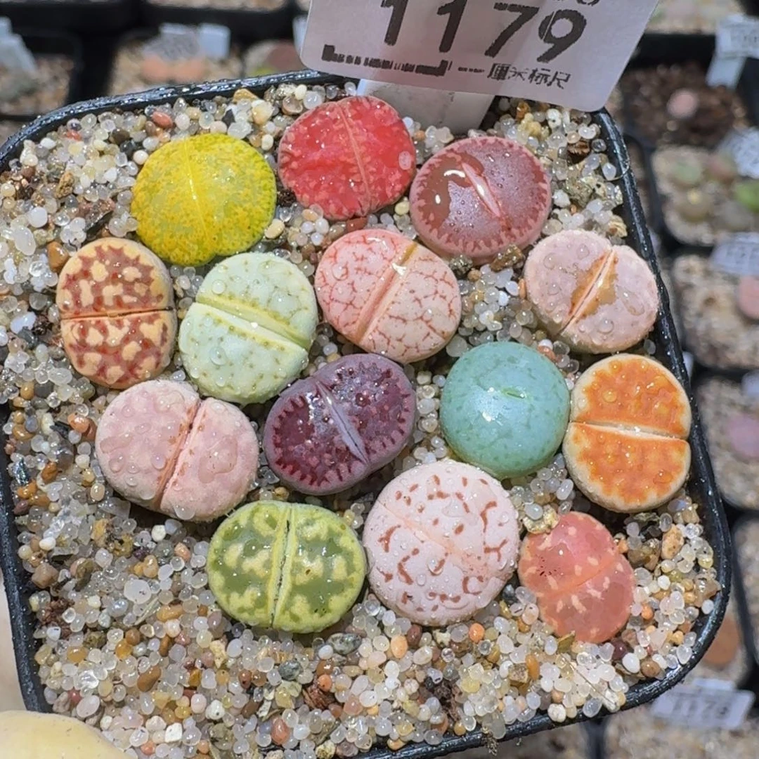 zzzzz精品生石花1179