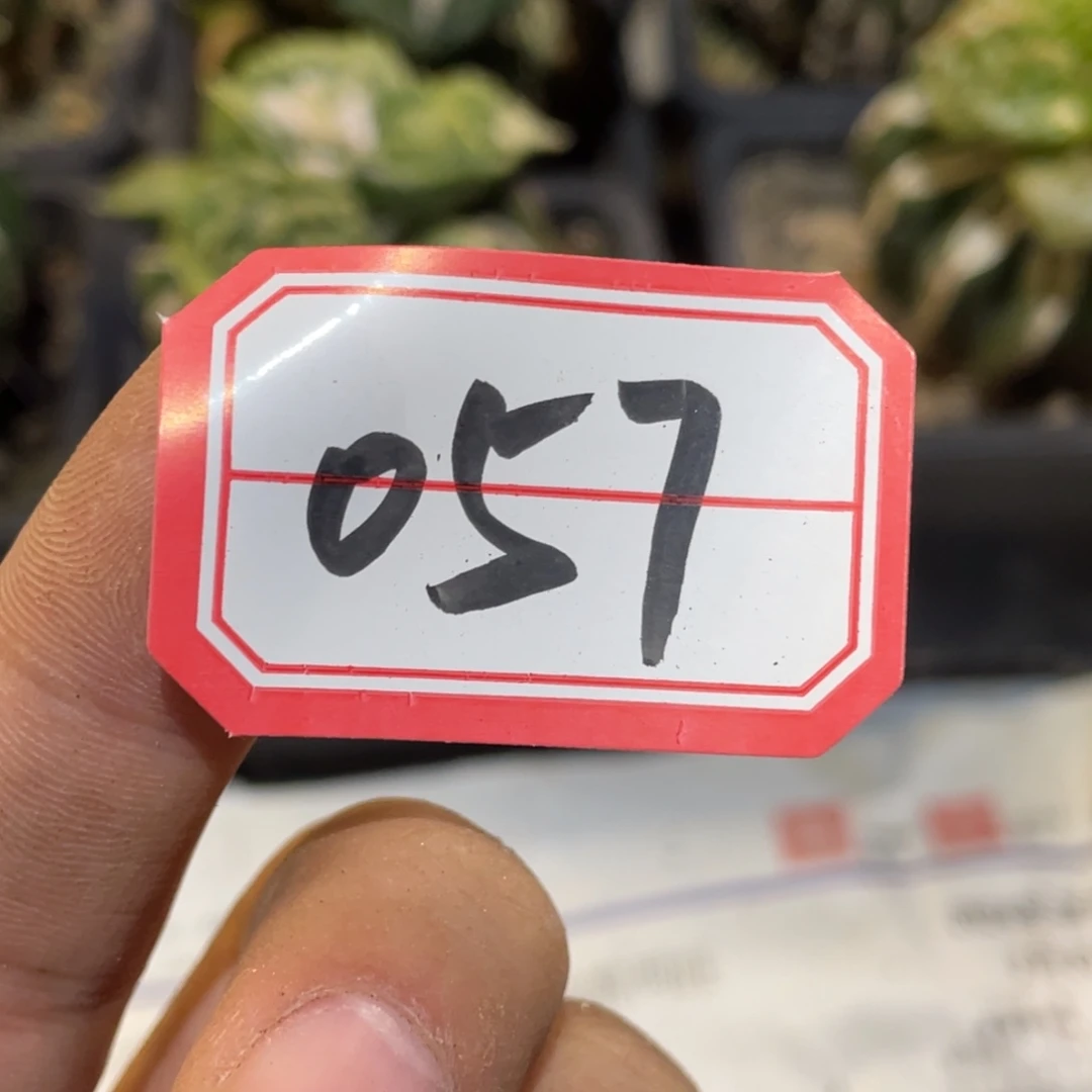 无花朵仙人球开花057
