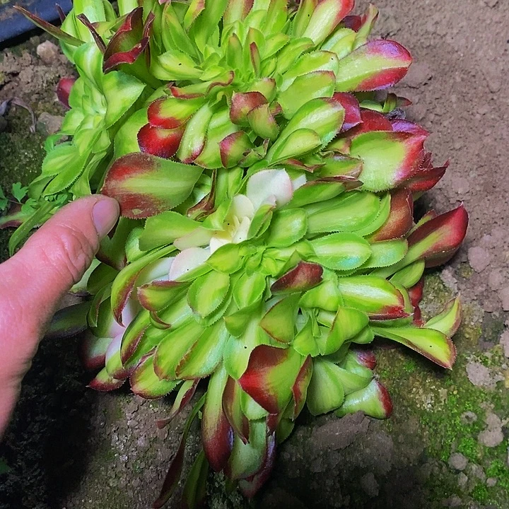 韶华缀化多肉植物