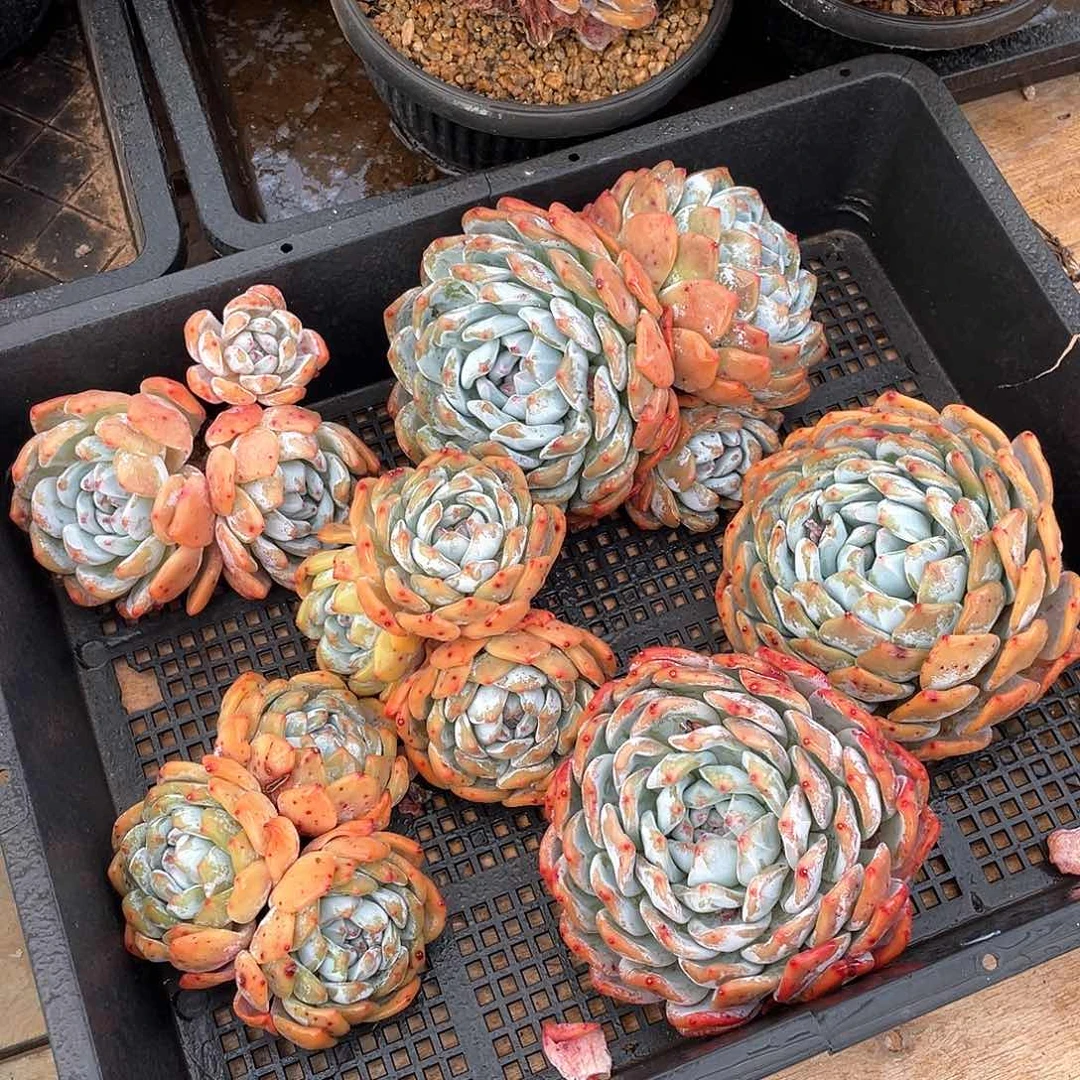 多肉植物多肉植物