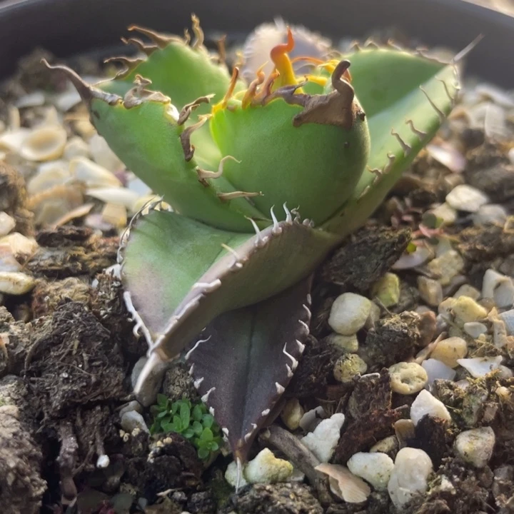 【闪购商品】金***！追星 灯养