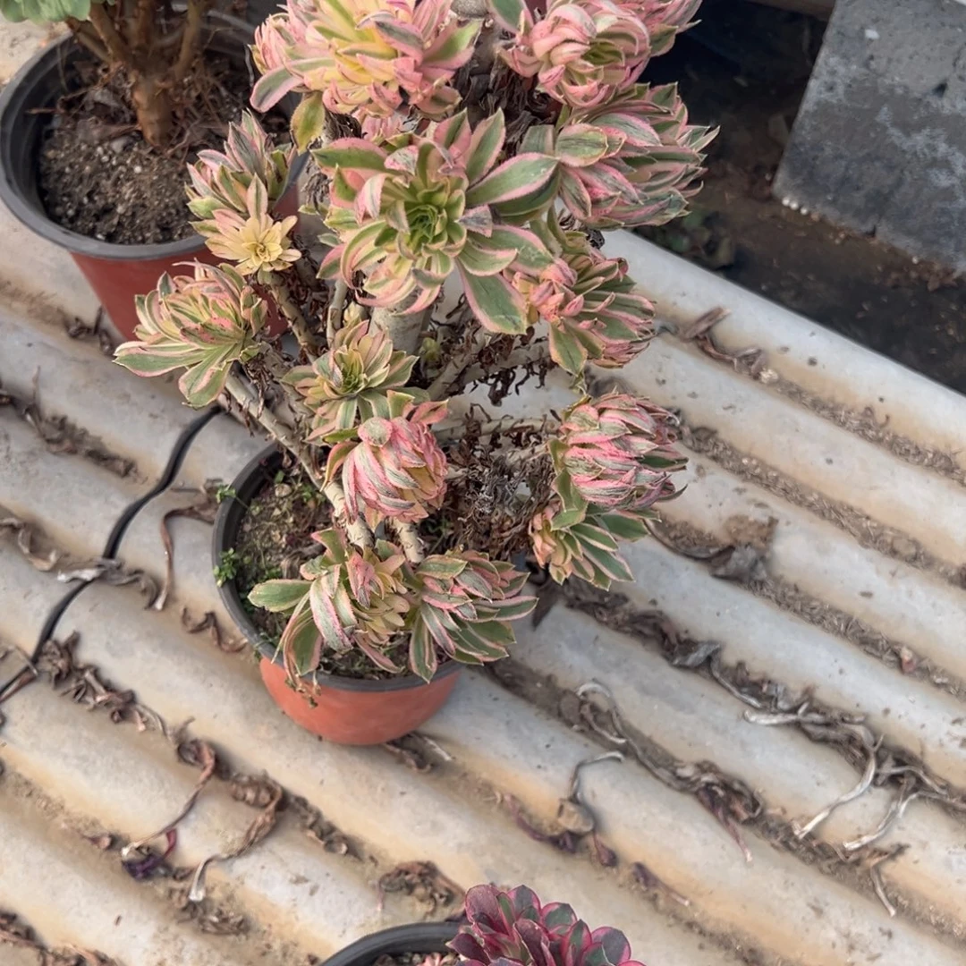 芦***鸡341夕颜多肉植物法师