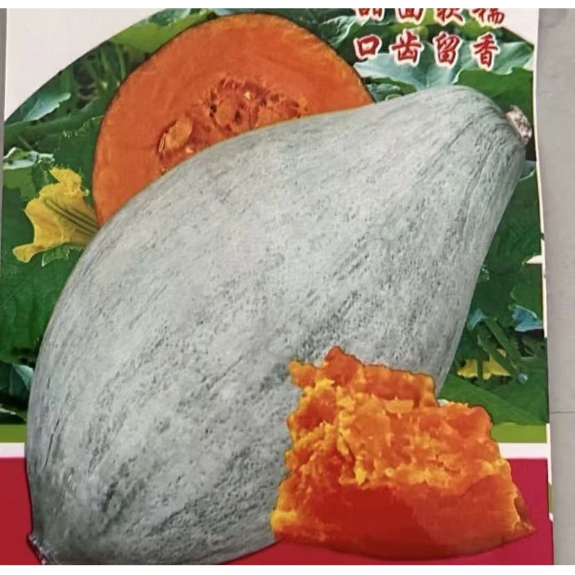 【丑南瓜种子】贵妃南瓜种子四季种植盆栽地栽阳台小院种植