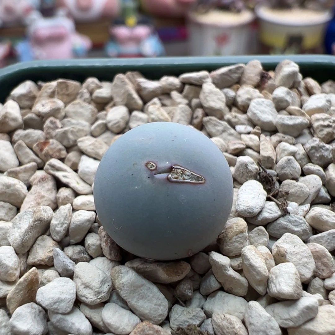 503。青蛙种源V嘴  多肉植物