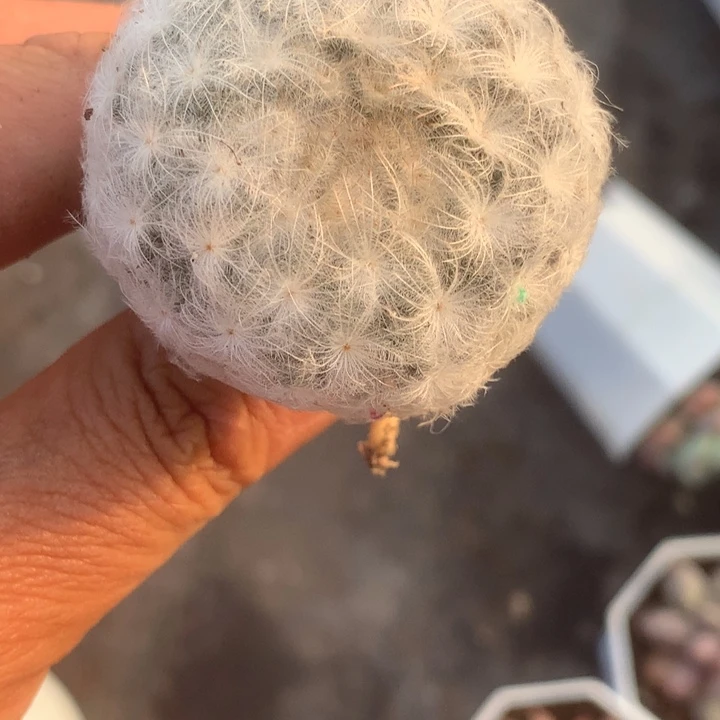 白星。（满9.99包邮不满9.99发叶子）