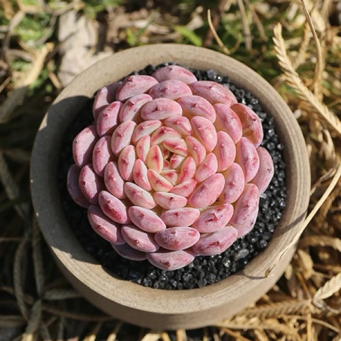 白胖子多肉植物粉色多肉绿植盆栽
