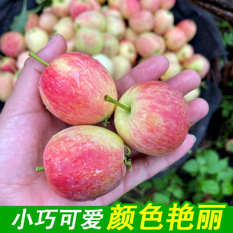 生鲜冷链农家妈妈现摘现发3斤新鲜小沙果小苹果海棠果花红果孕妇