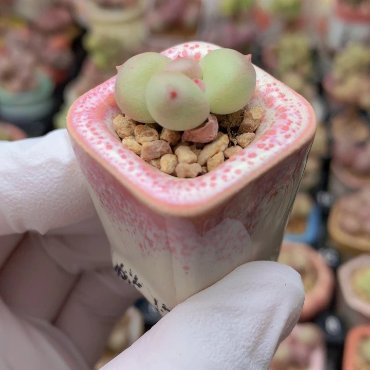 025 萤火虫 如意 叶片内勾