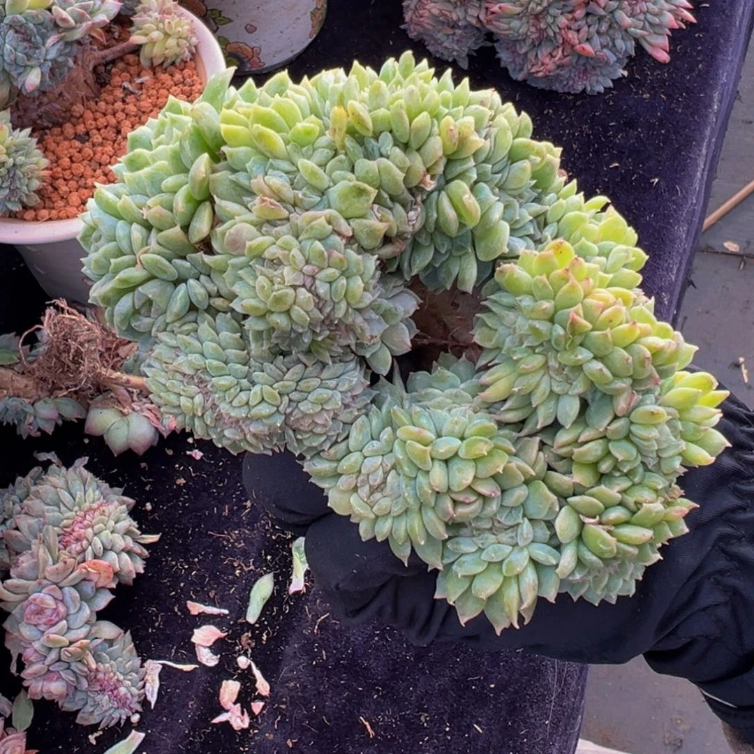 橘子汽水冰魄缀微瑕