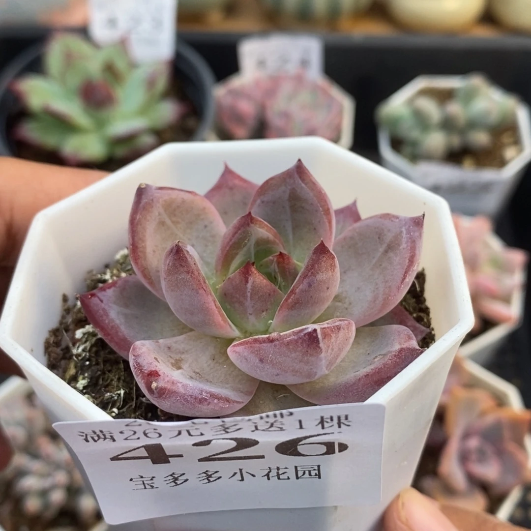 夜魔侠一物一拍满20包邮满26送一颗多肉