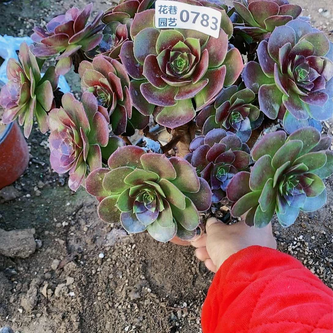 783号厚叶荷兰玫瑰多肉植物