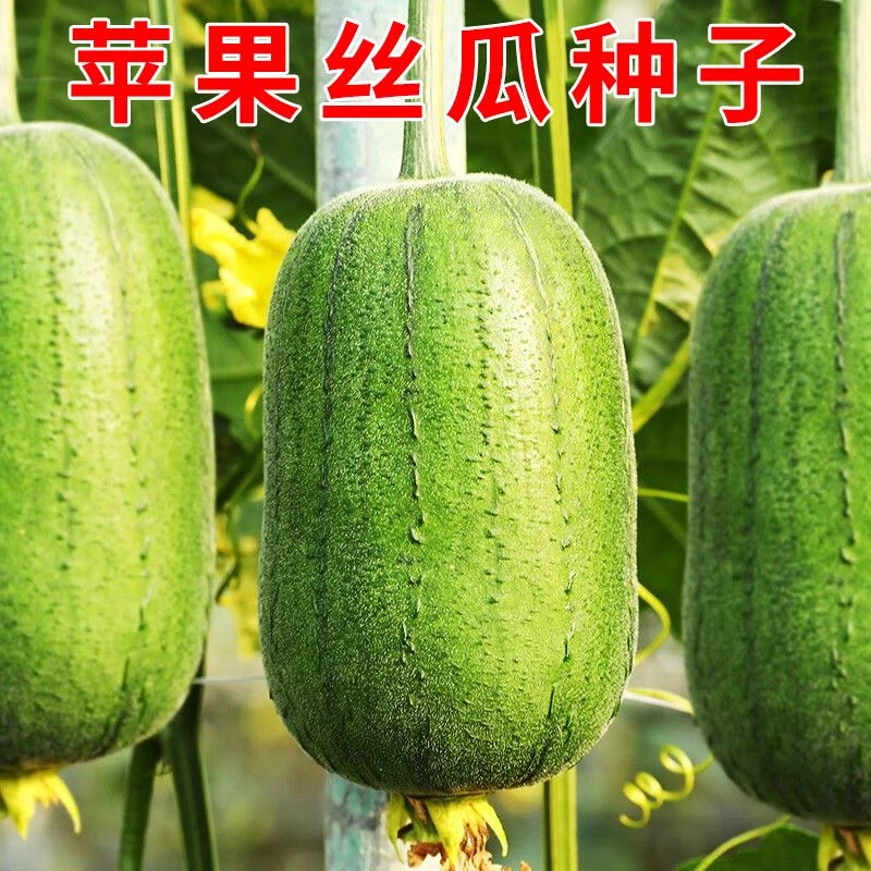 【苹果丝瓜种子】菜瓜种籽盆栽籽种家庭 种菜播种蔬菜菜籽四季种
