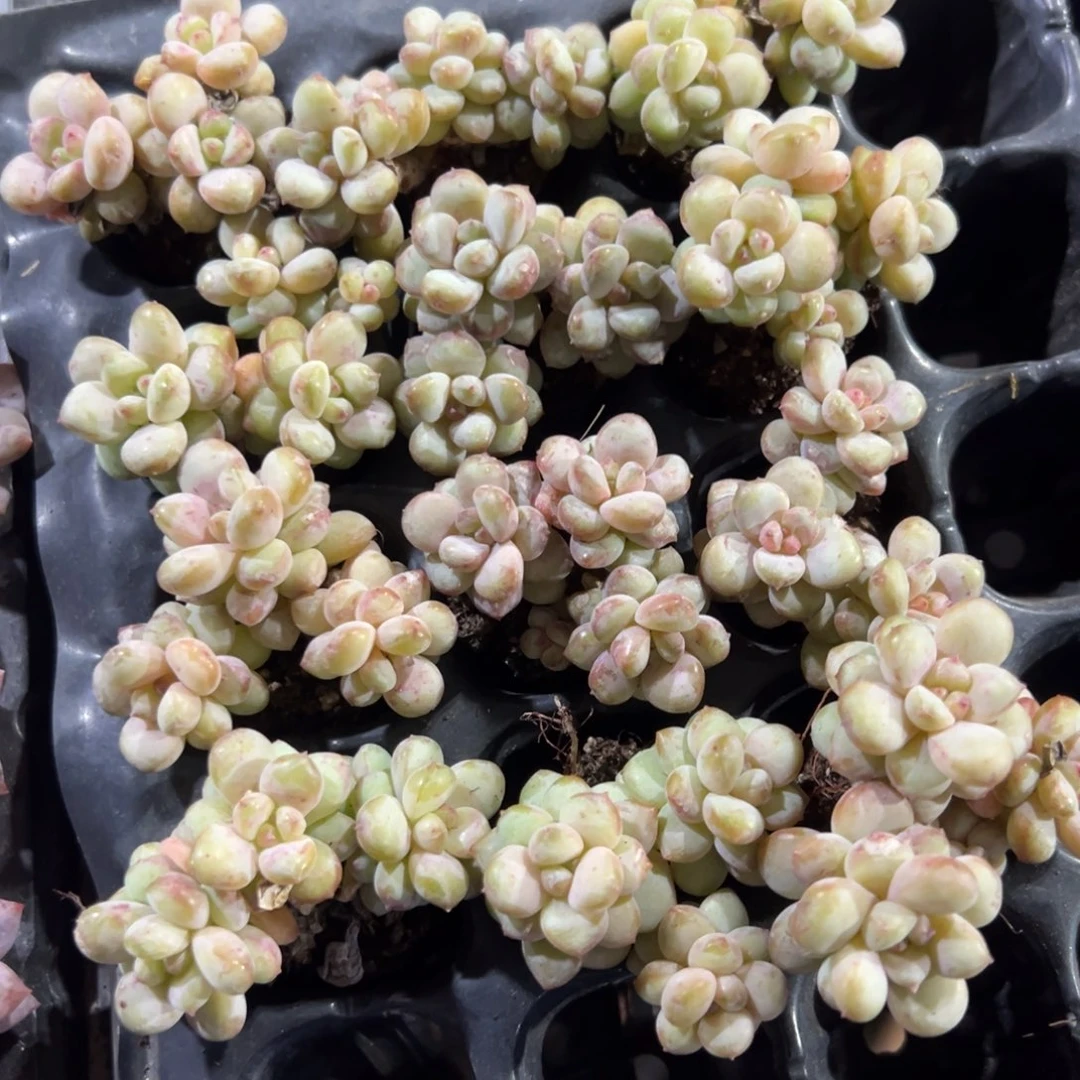 精控阳光玫瑰三头群 大小3-4cm 到手3颗 量拍多肉