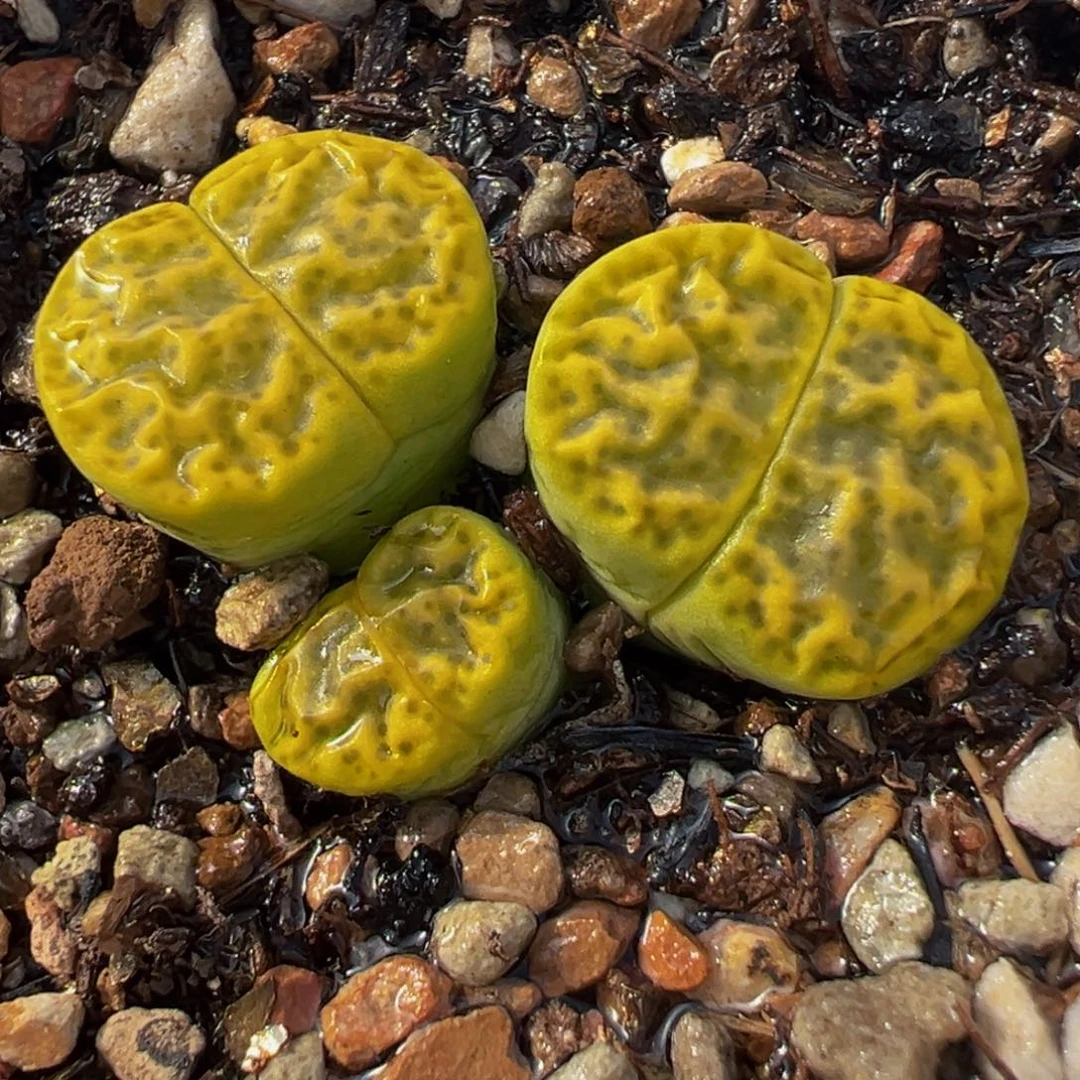 541多肉植物种类多样