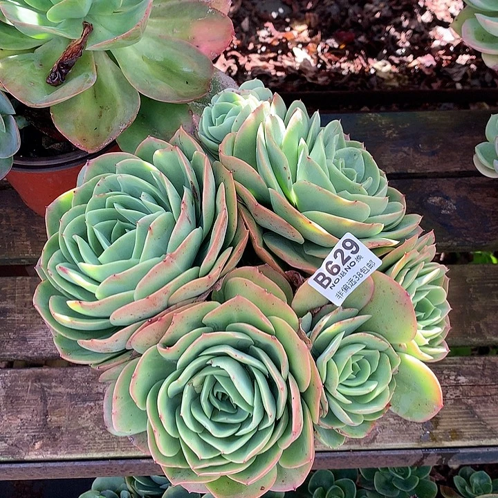 杂交大群 629 需延迟发货