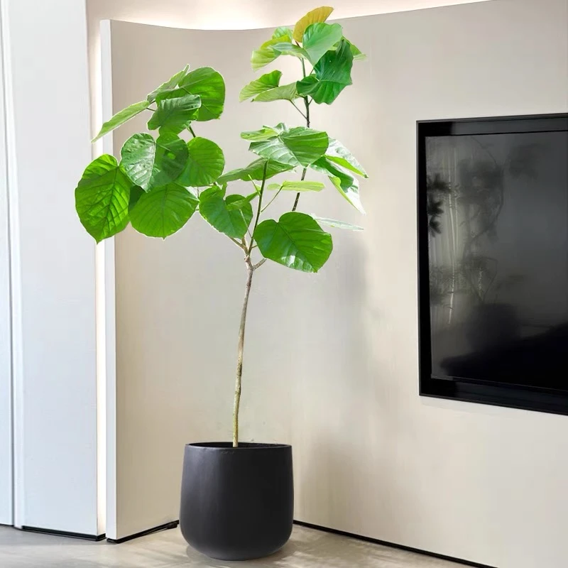 爱心榕 网红大型绿植 室内大型盆栽