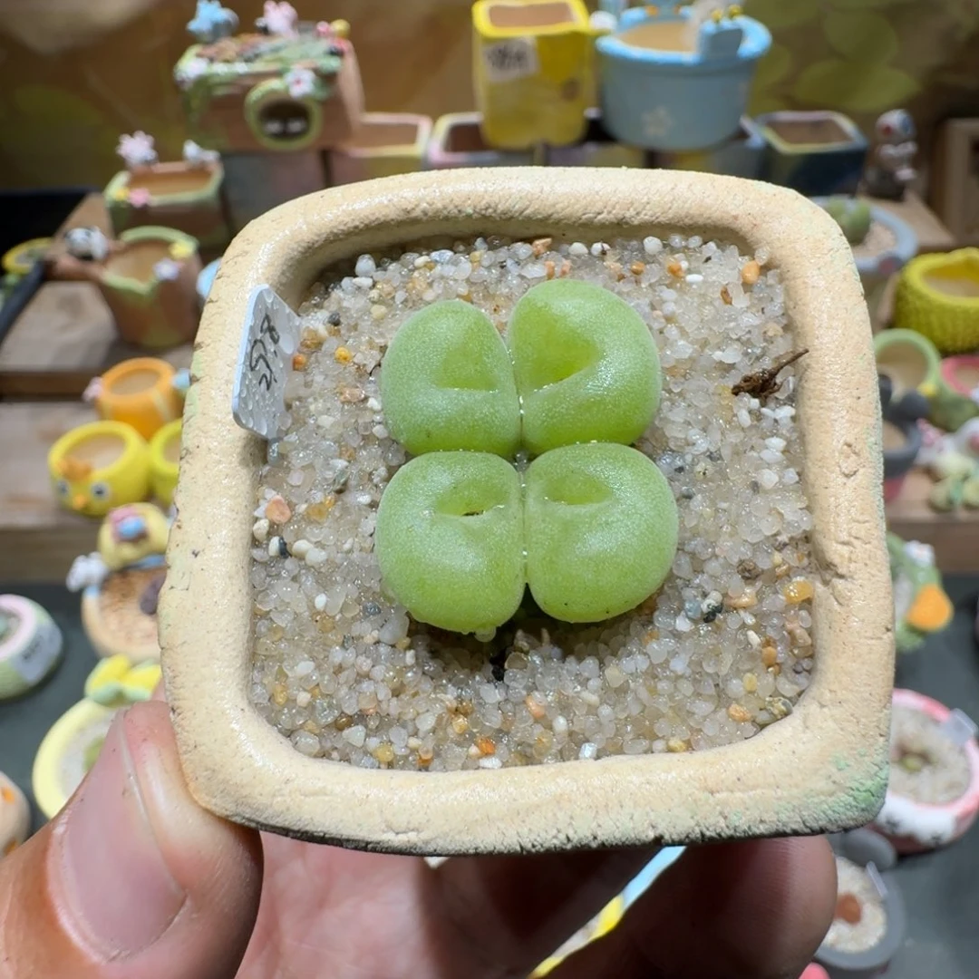 蘑菇1284空卡佛多肉植物