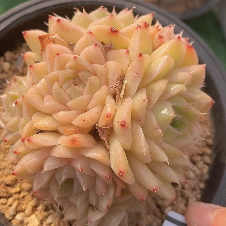 麦秆08880多肉植物