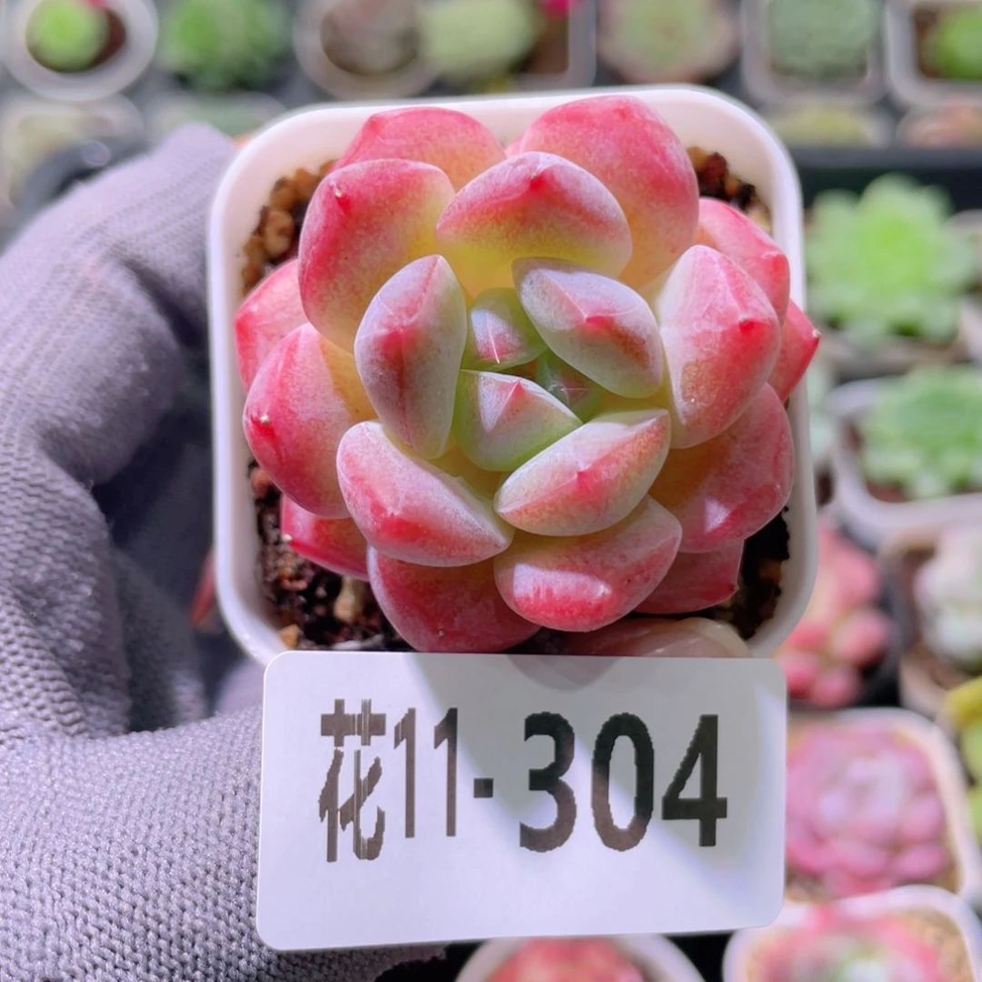 花利美11-304冰娃娃