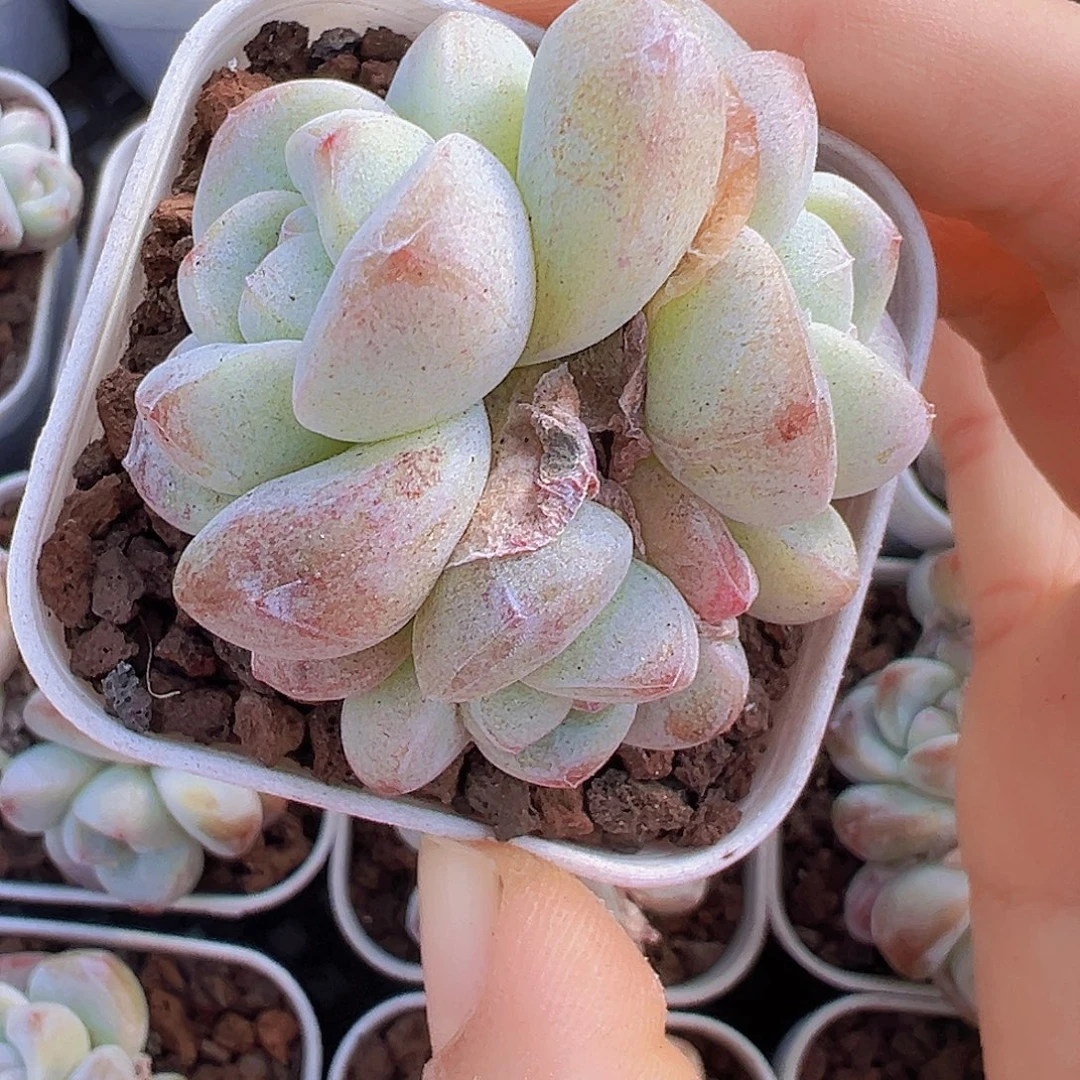 5.5盆丸子冰玉群1颗