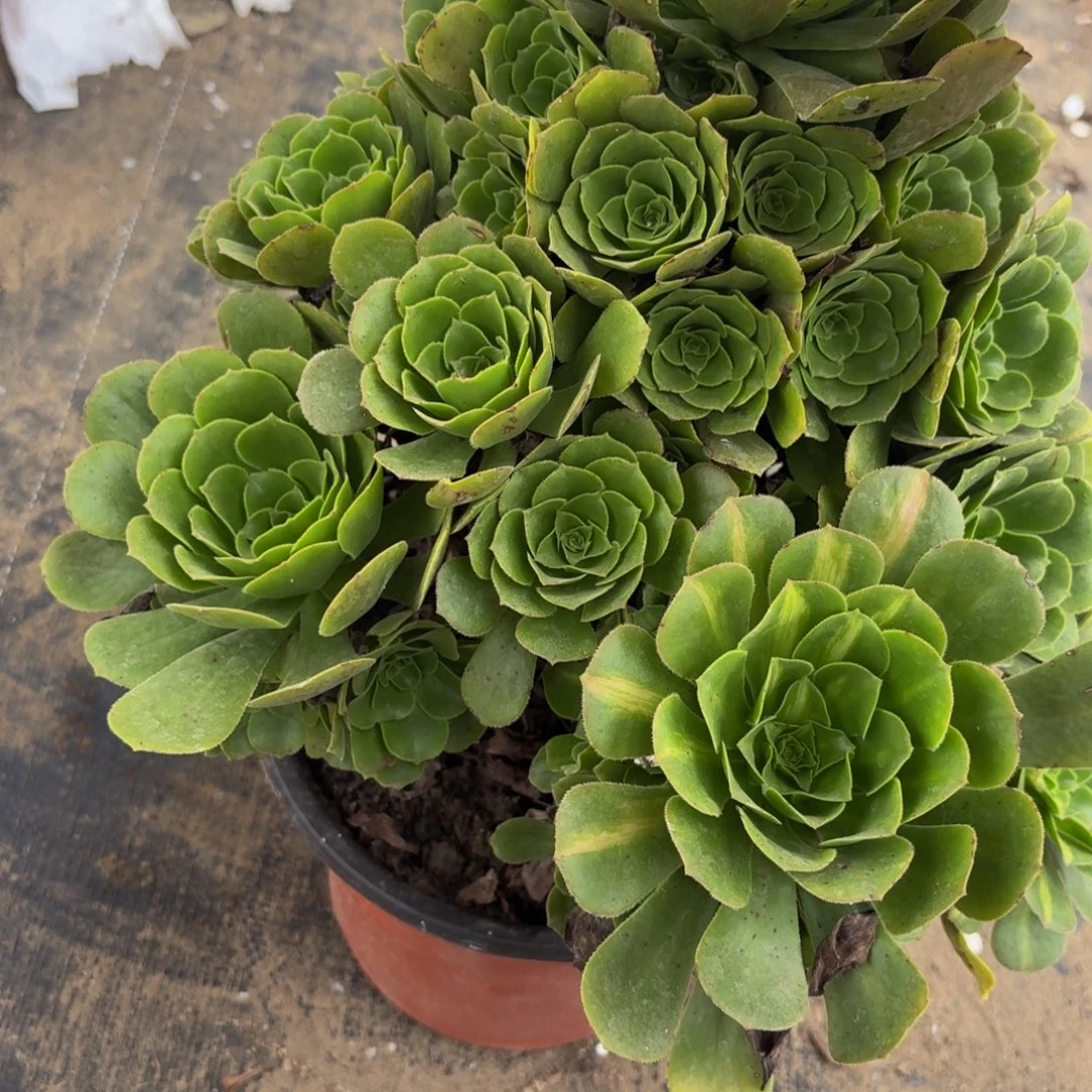 459多肉植物捧花的时候