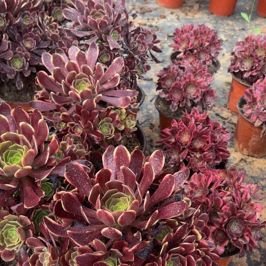 欧嘉莉手捧9.9多肉植物