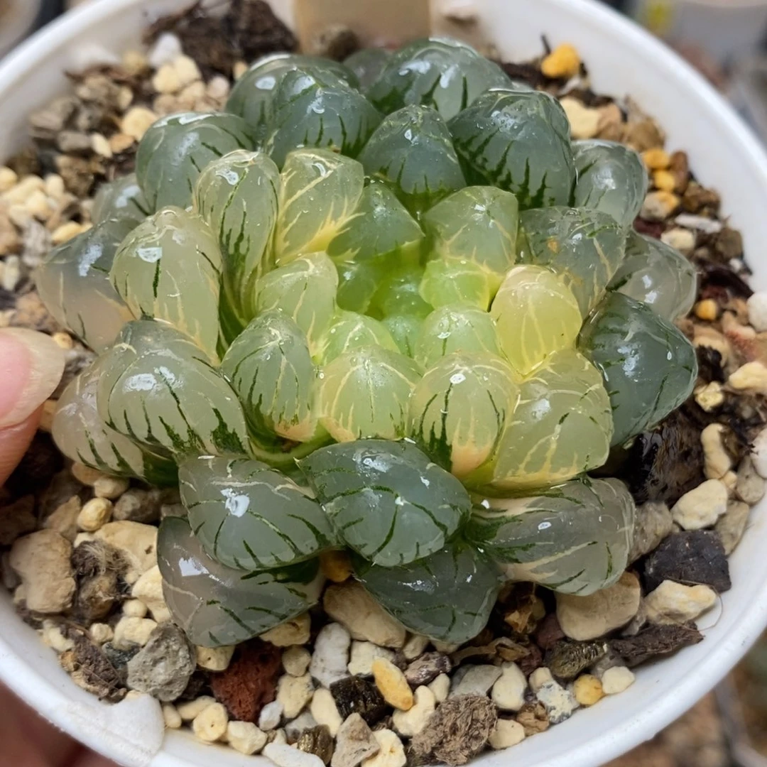 607湖水玉露锦一物一拍