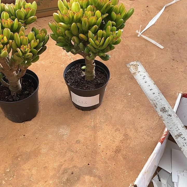 小棵招财猫玉树植物