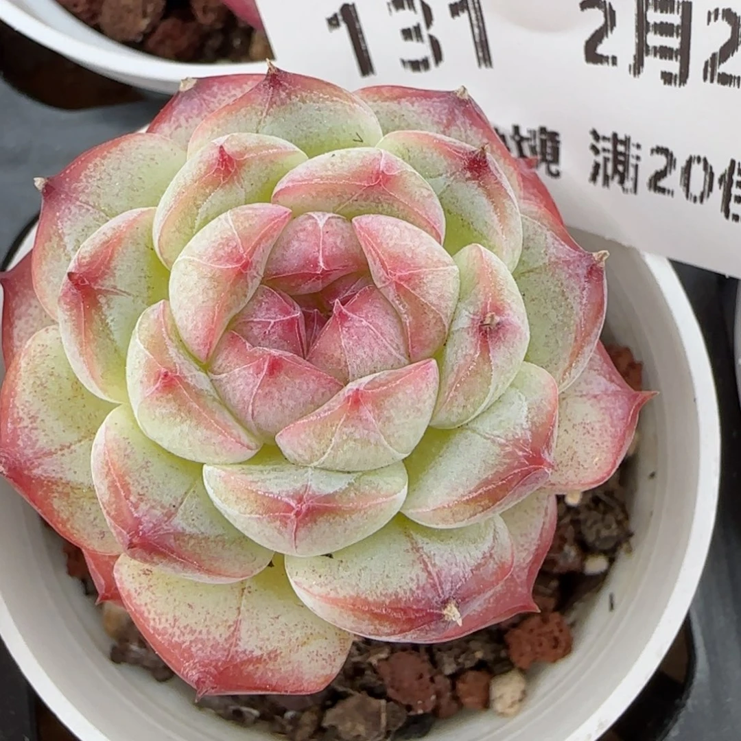 花语逸境0220-131