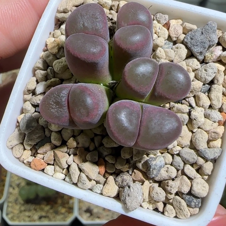 多肉植物紫体磁铁杂5号