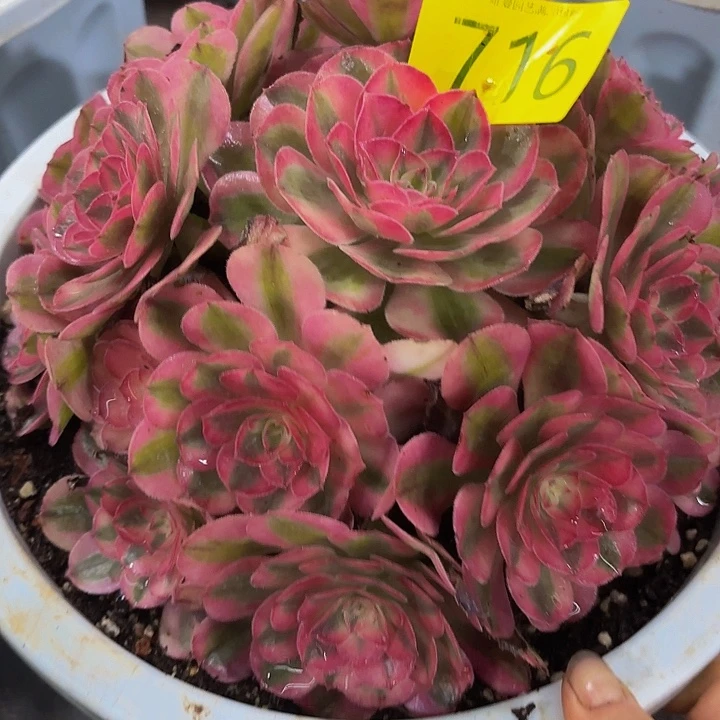 多肉植物倾城716个