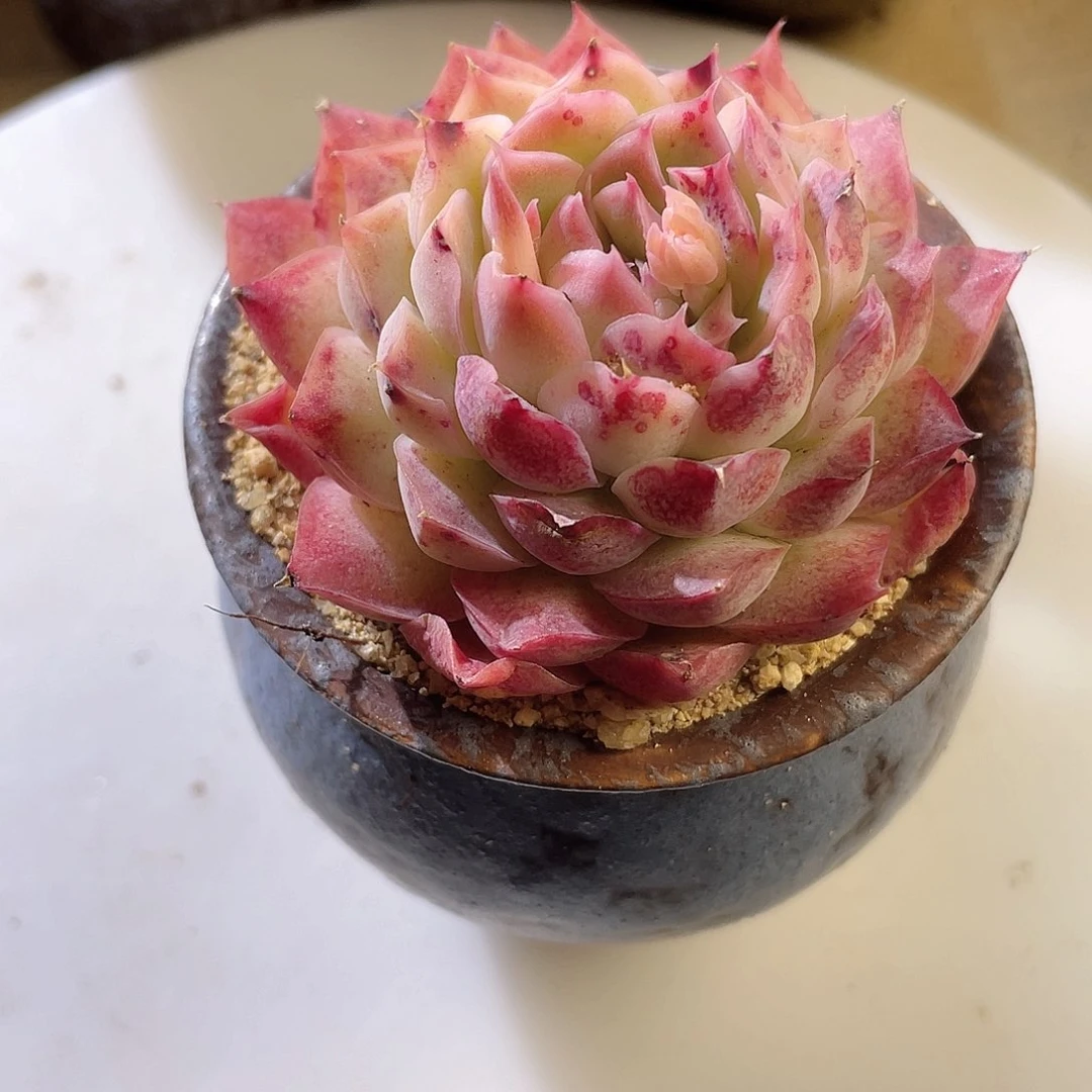 0318 塞尚 六月六