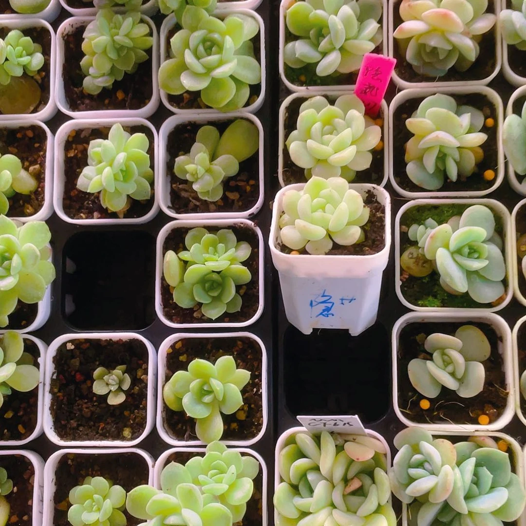 花*猫隐藏中苗一个满25包邮