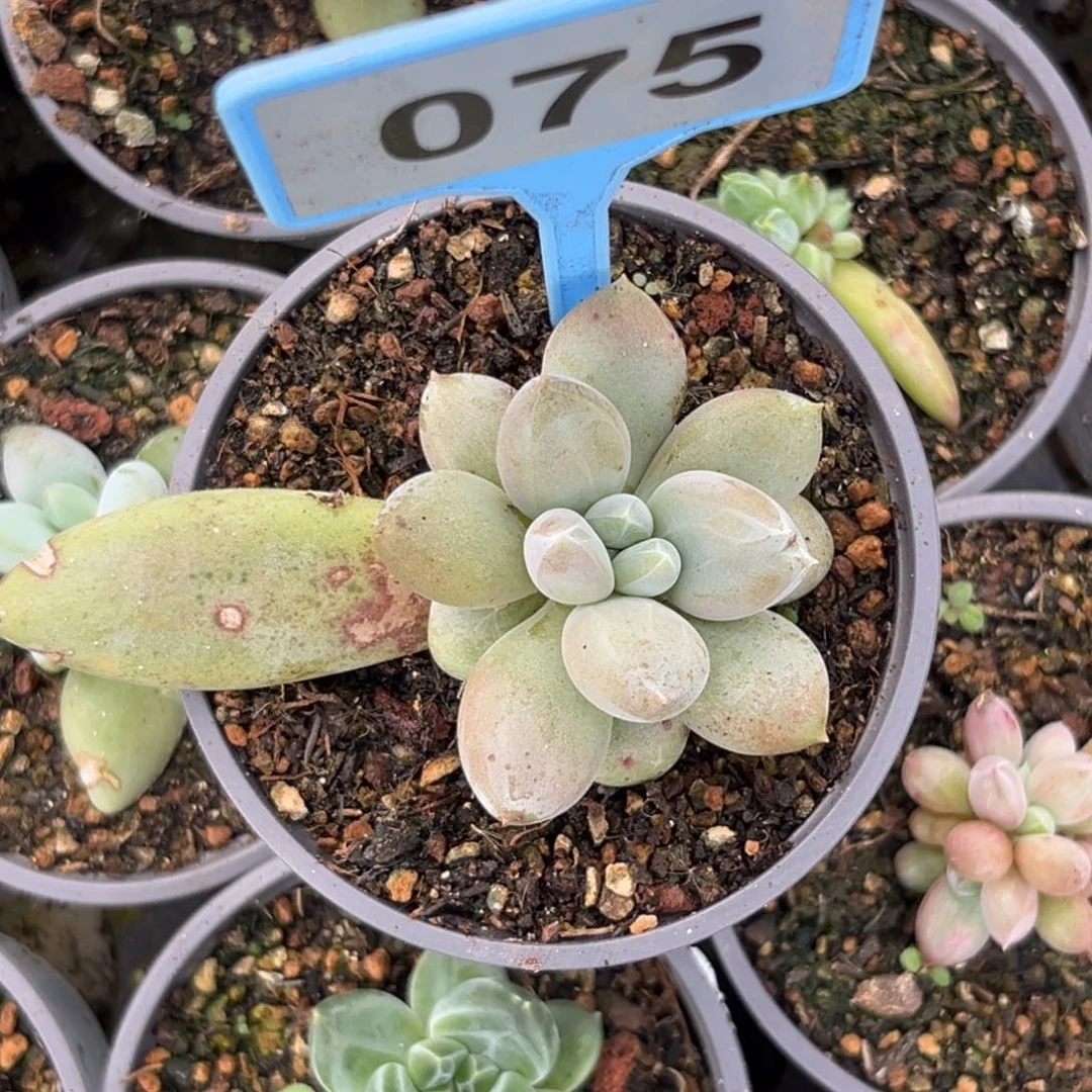 多肉植物海豚体哥特075