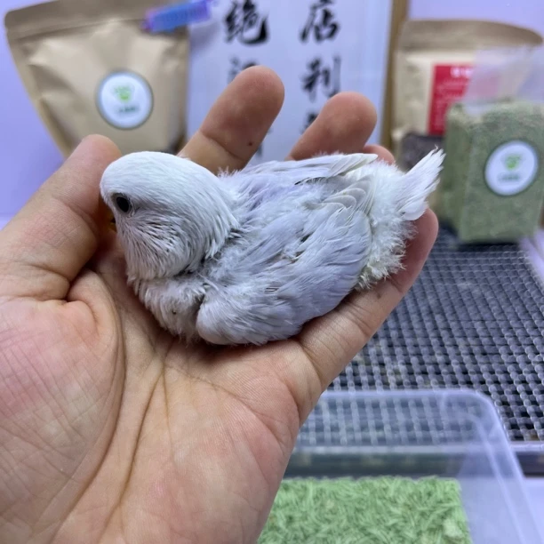 牡丹鹦鹉-精品紫伊莎母E10659