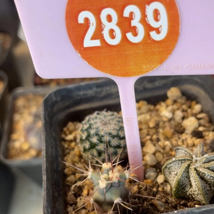 o***o实生仙人球一棵2839