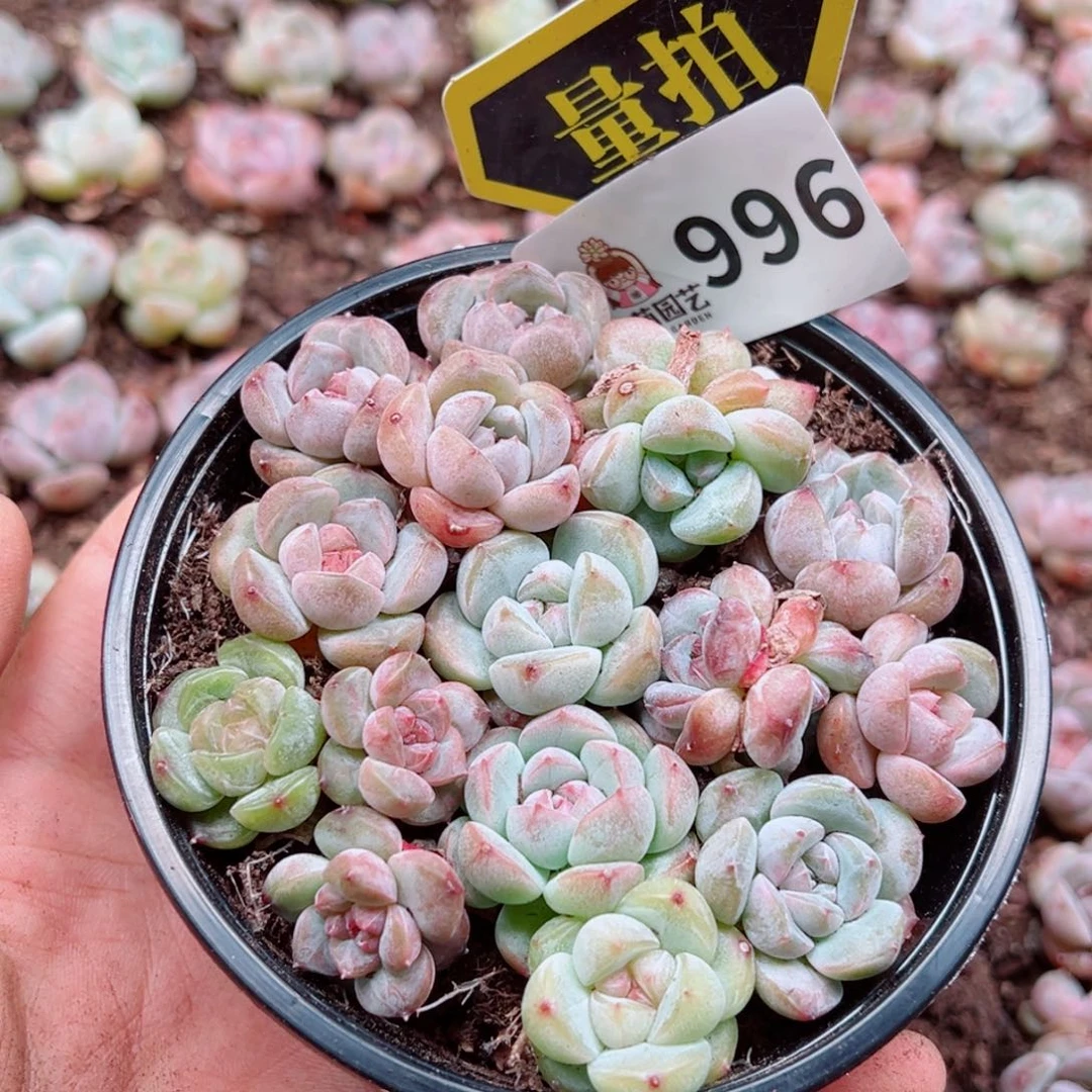 当前无花朵，栽培后可花朵