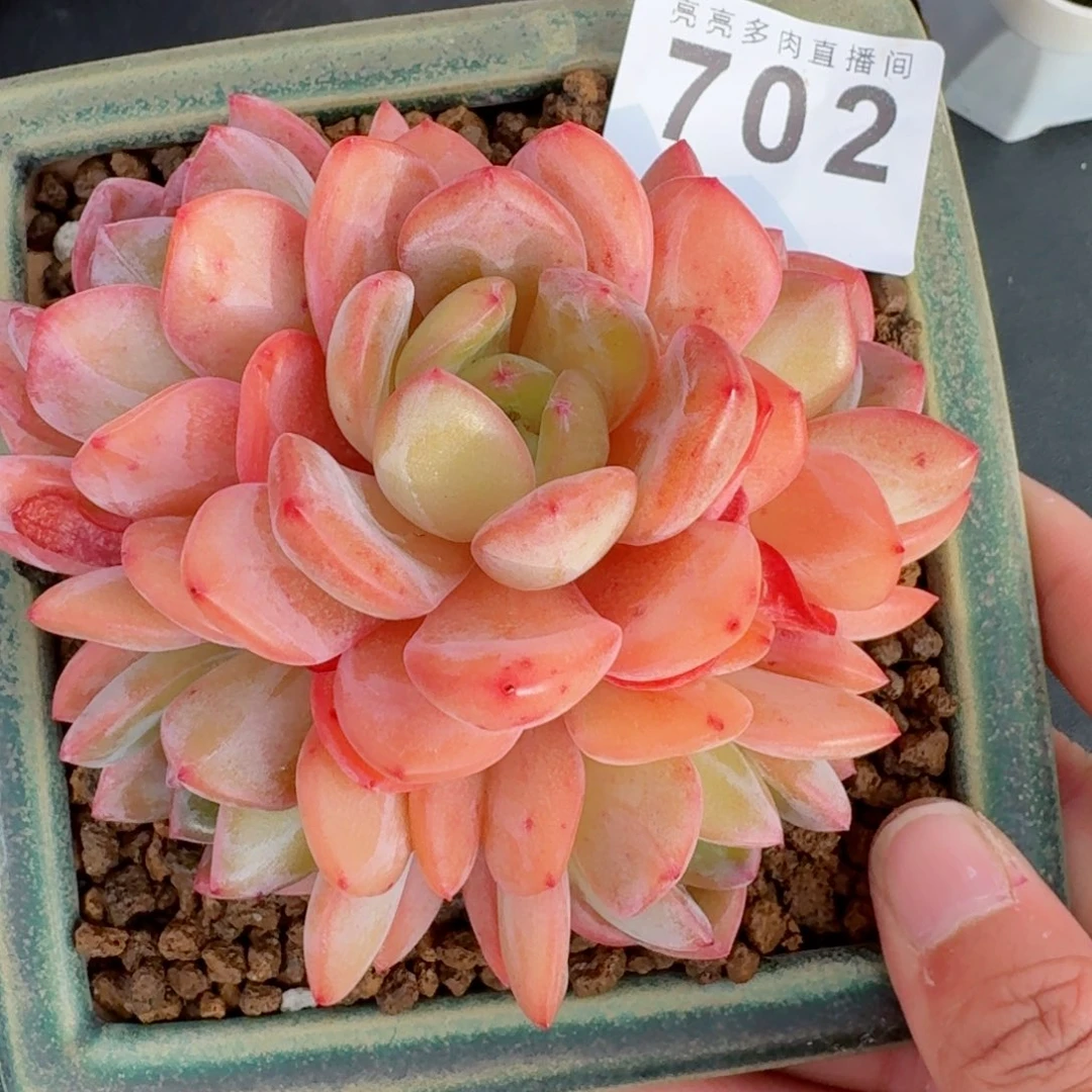 开播福利702号      愿你一路坦途，乘风破浪展宏图