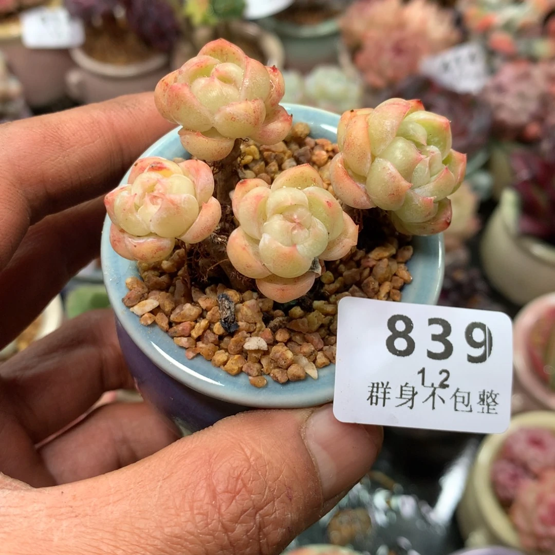 精控拇指盆1.2839
