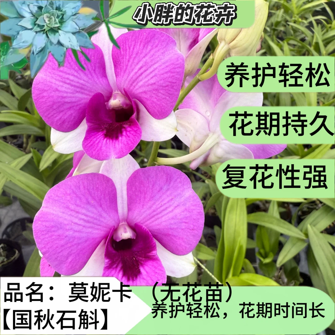 【小胖】精品秋石斛《莫妮卡无花苗》秋石斛盆栽花卉发货昆明直发