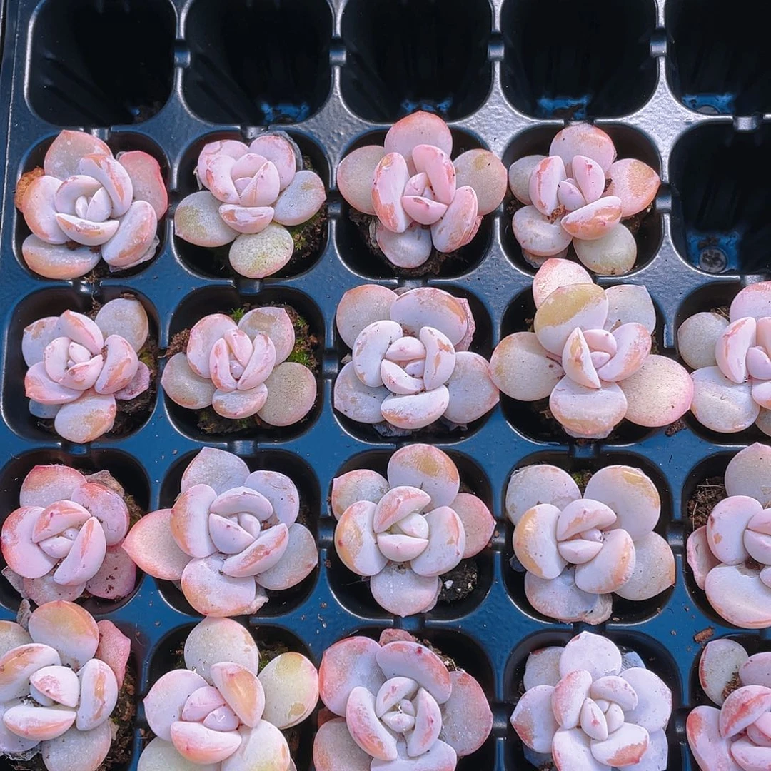 奶茶三个穴满25包邮