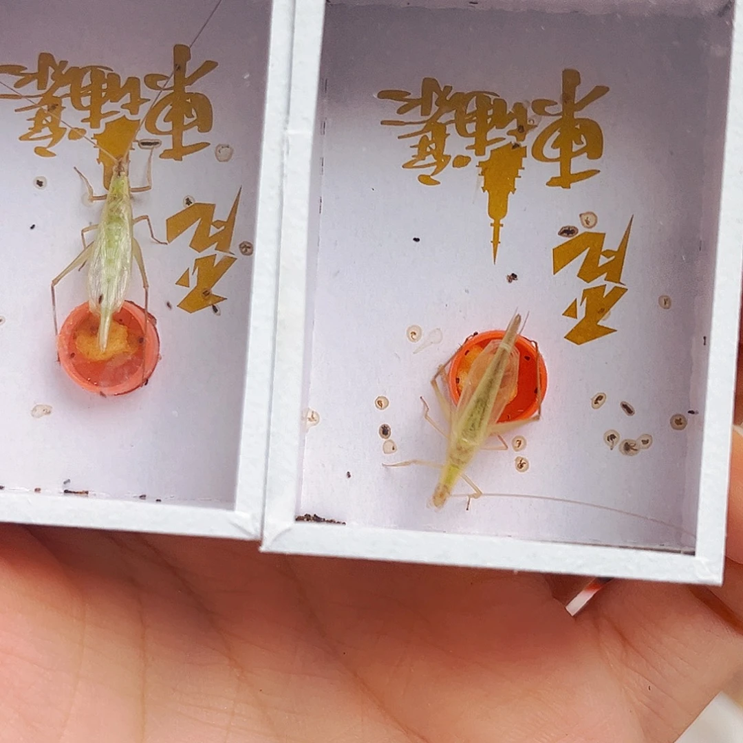 拍下发两条长须柬竹