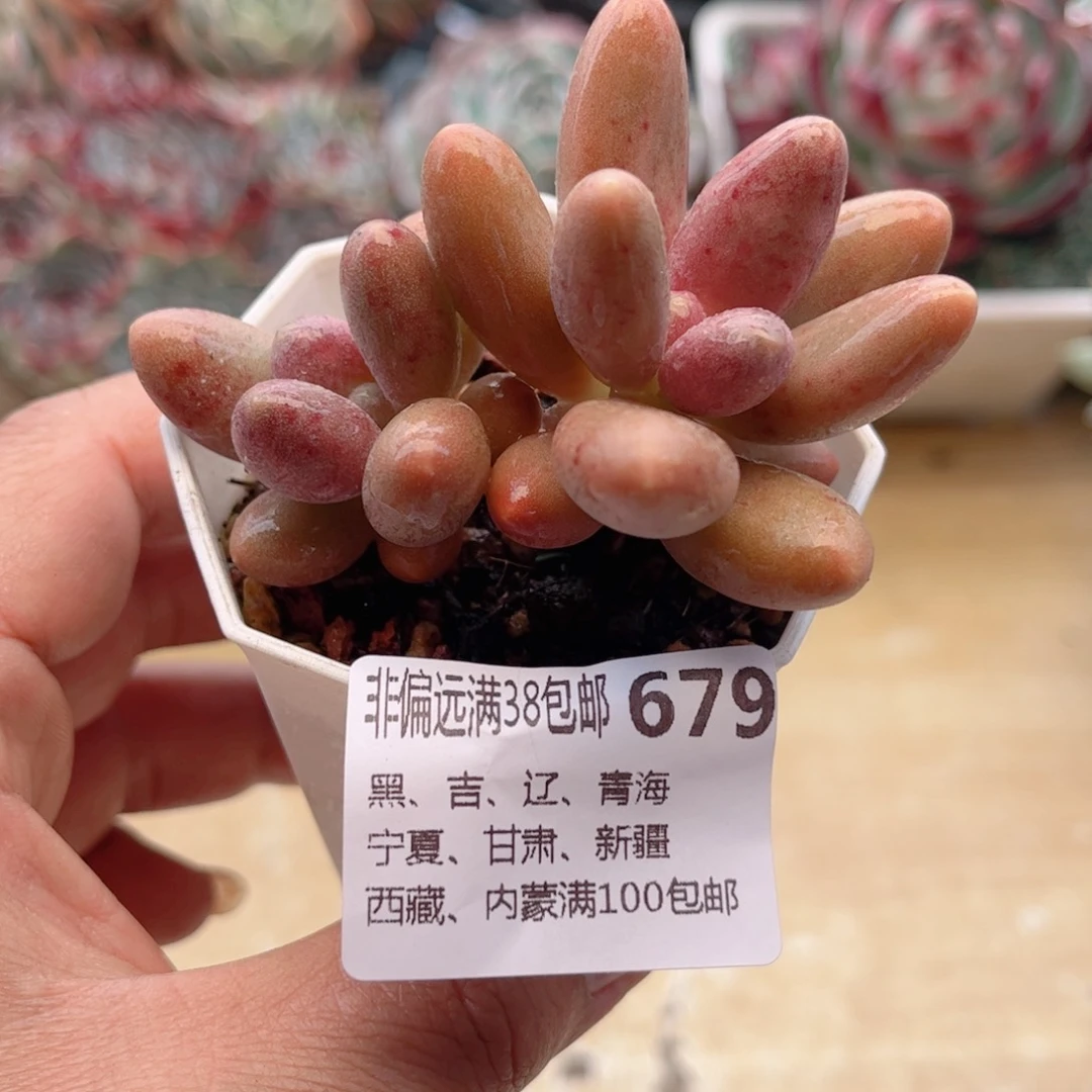 679糖果美人德华多肉