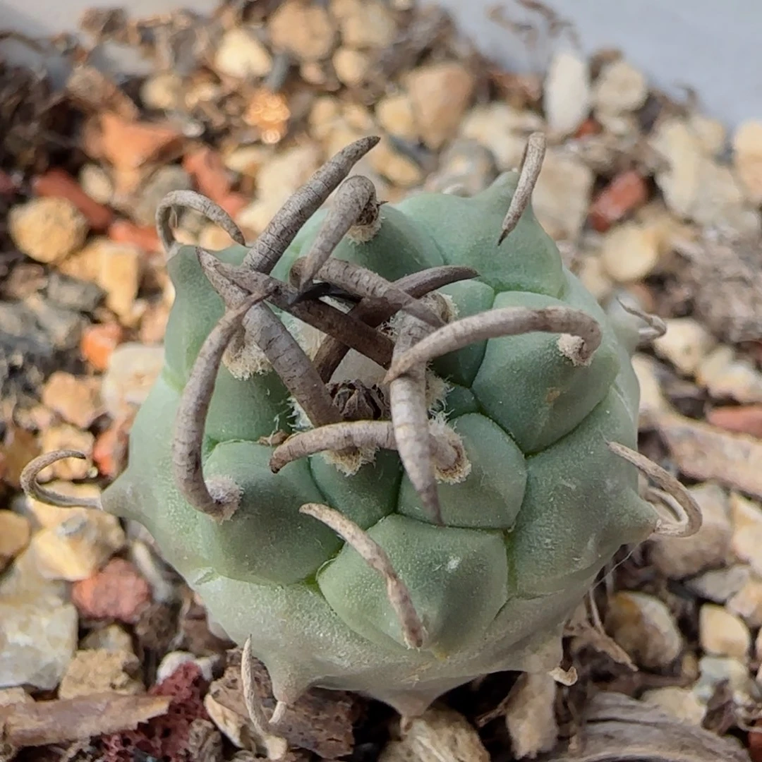 59实生升云龙多肉