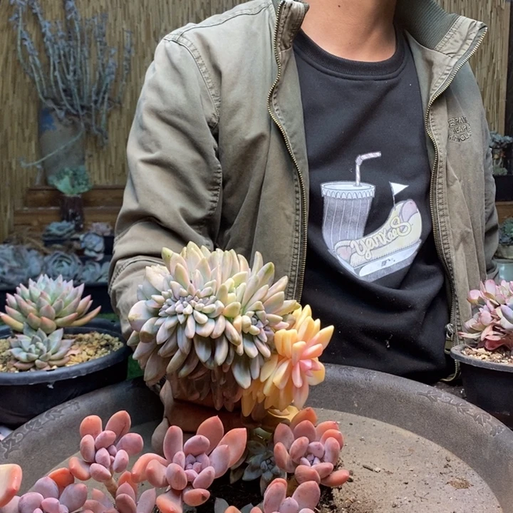 *****208号淡雪多肉植物