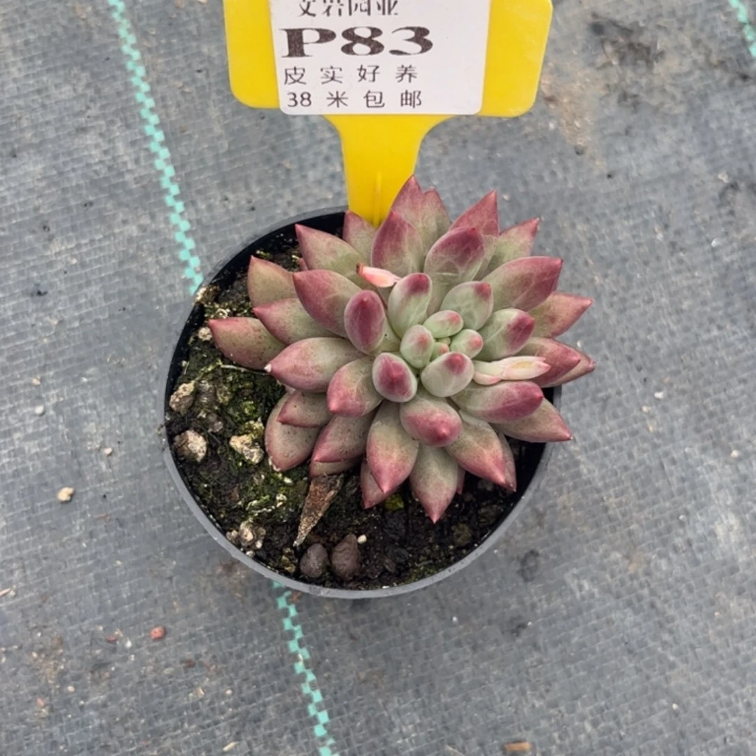 @****多肉植物11111