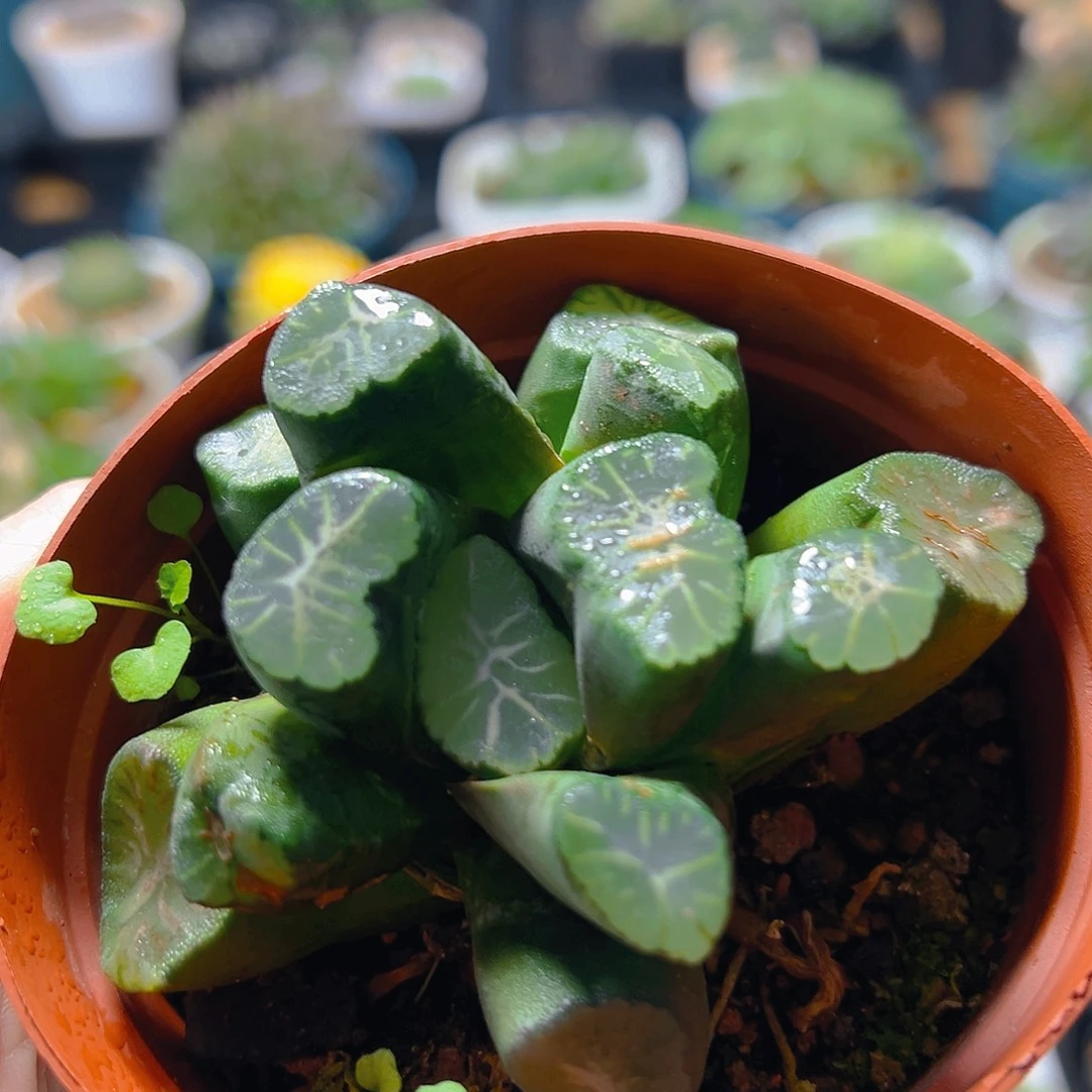 雪葵万象玉露多肉植物一颗