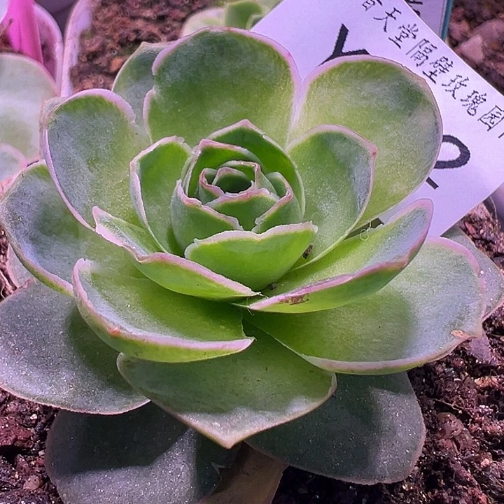 麻***的杨382 清欢 福利