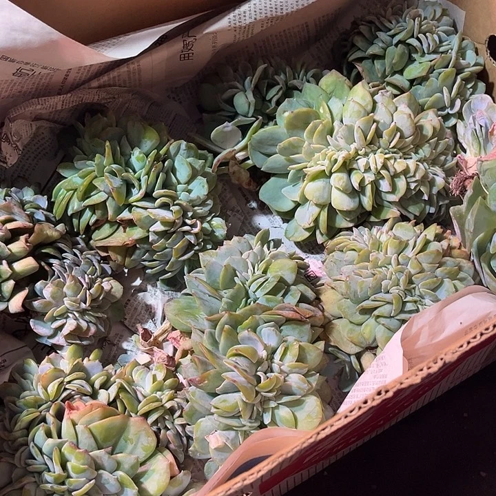 白凤缀化，官服18-20