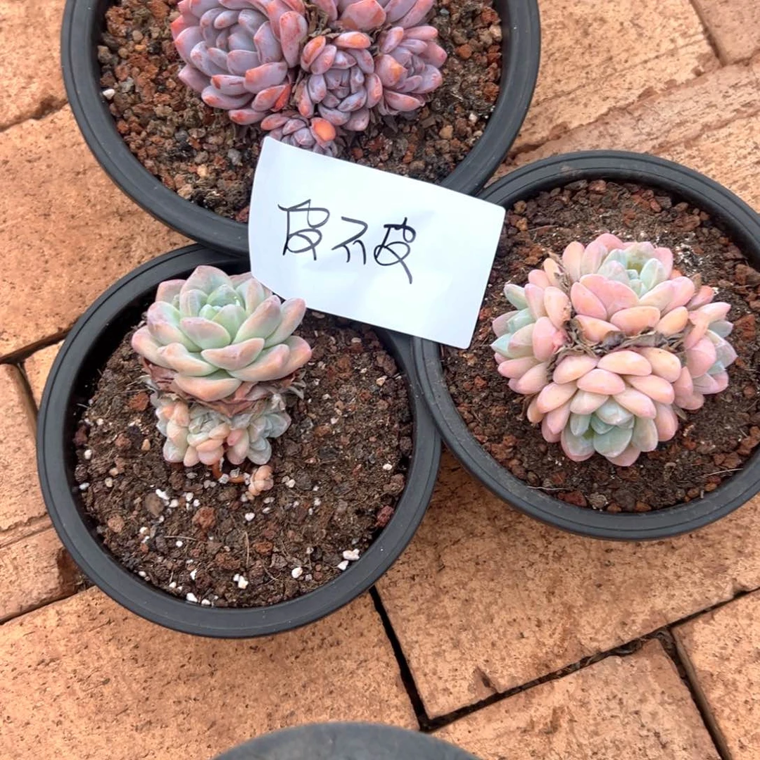 皮***?一物一拍 皮不皮